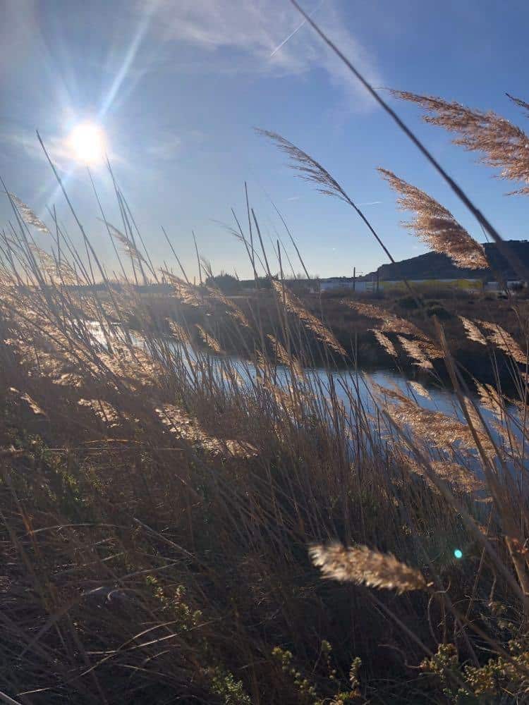 Les salins de Frontignan.