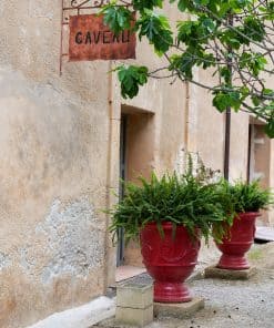 Balade vigneronne au Mas Rouge à Frontignan | expérience gourmande & découverte du Muscat – Image 8