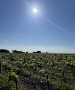 Balade vigneronne au Mas Rouge à Frontignan | expérience gourmande & découverte du Muscat – Image 4