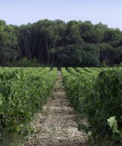 Balade vigneronne au Mas Rouge à Frontignan | expérience gourmande & découverte du Muscat – Image 5