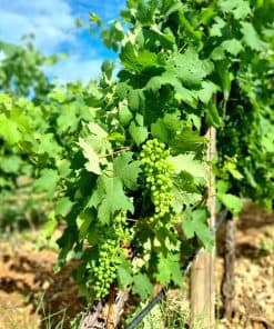 Balade vigneronne au Mas Rouge à Frontignan | expérience gourmande & découverte du Muscat – Image 3